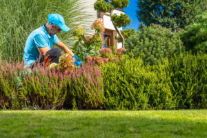 Caucasian Professional Garden Worker in His 40s Performing Backyard Plants Maintenance